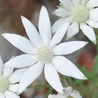 images (25)